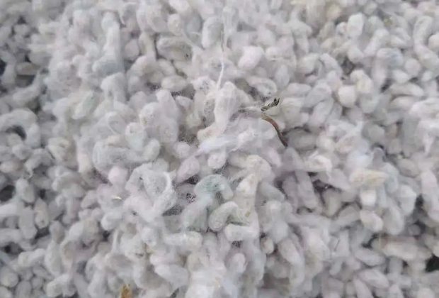 華泰棉籽預(yù)處理解決方案